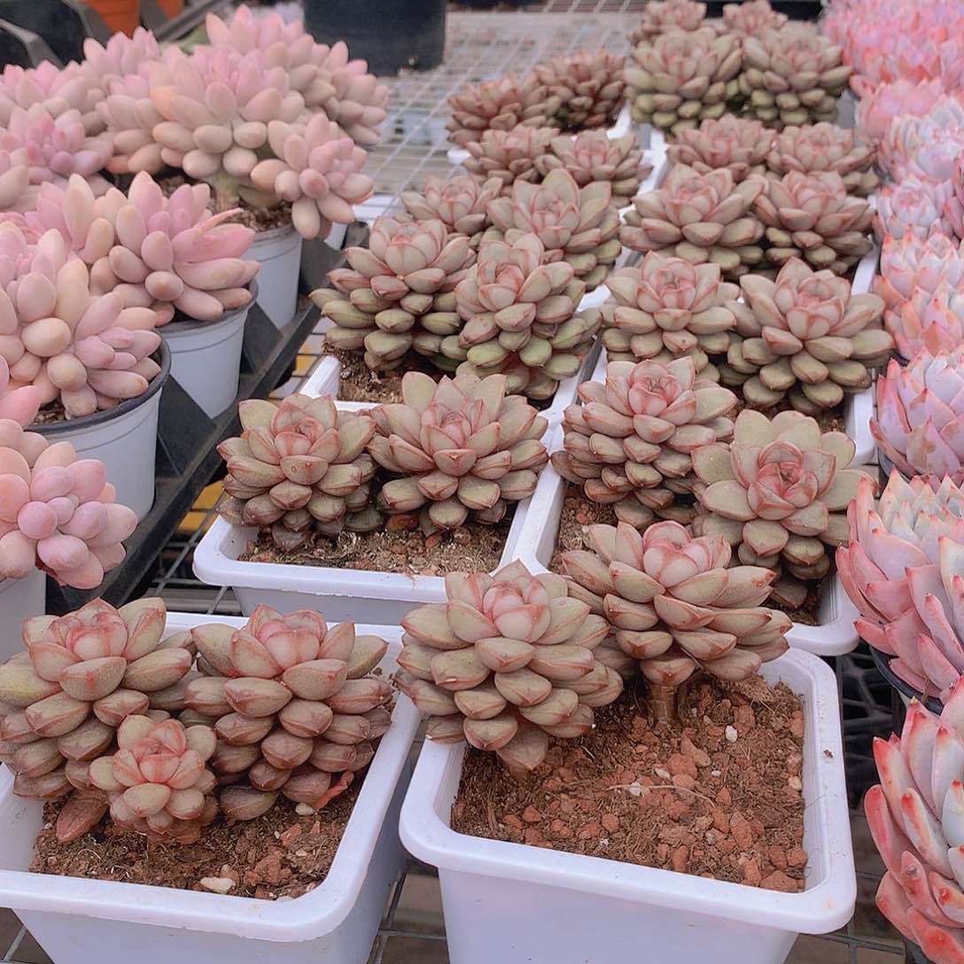 双头葡萄7885787777787