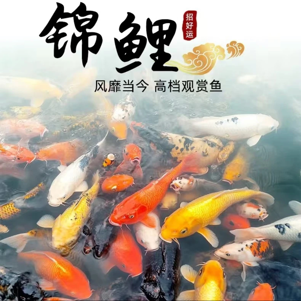 黄牌锦鲤鱼活体冷水淡水鱼苗观赏鱼好养耐活渔场直发5-35cm