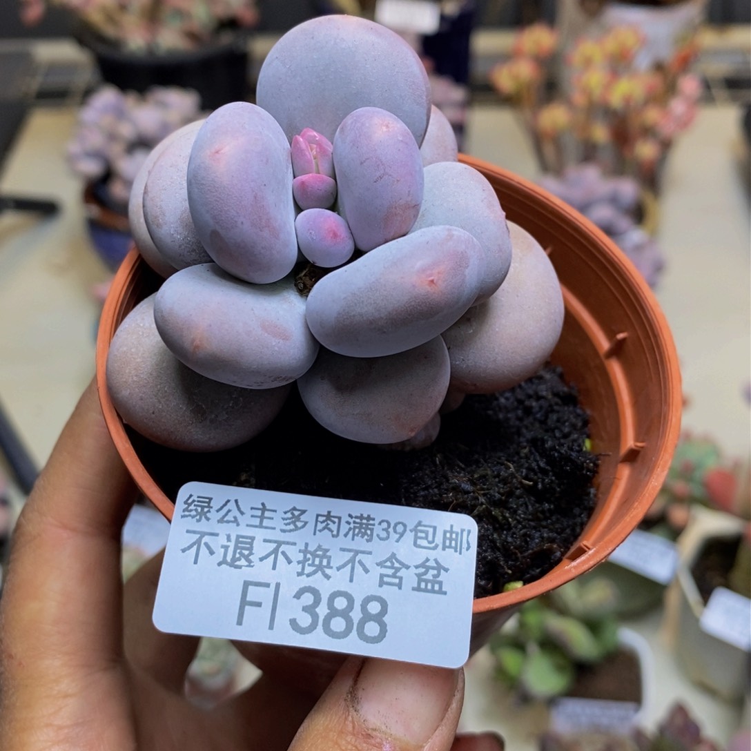 388大叶奶多肉5c m m