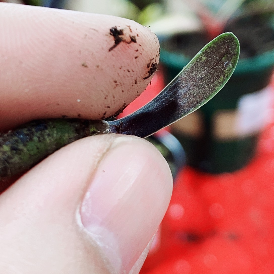 花***花完全开放健健康康快快乐乐