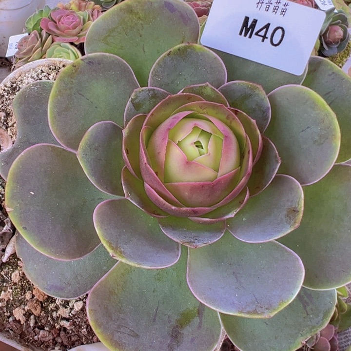 山地玫瑰多肉植物40