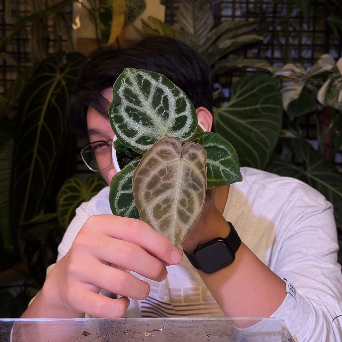 完全开放I137银虎杂铜锣烧