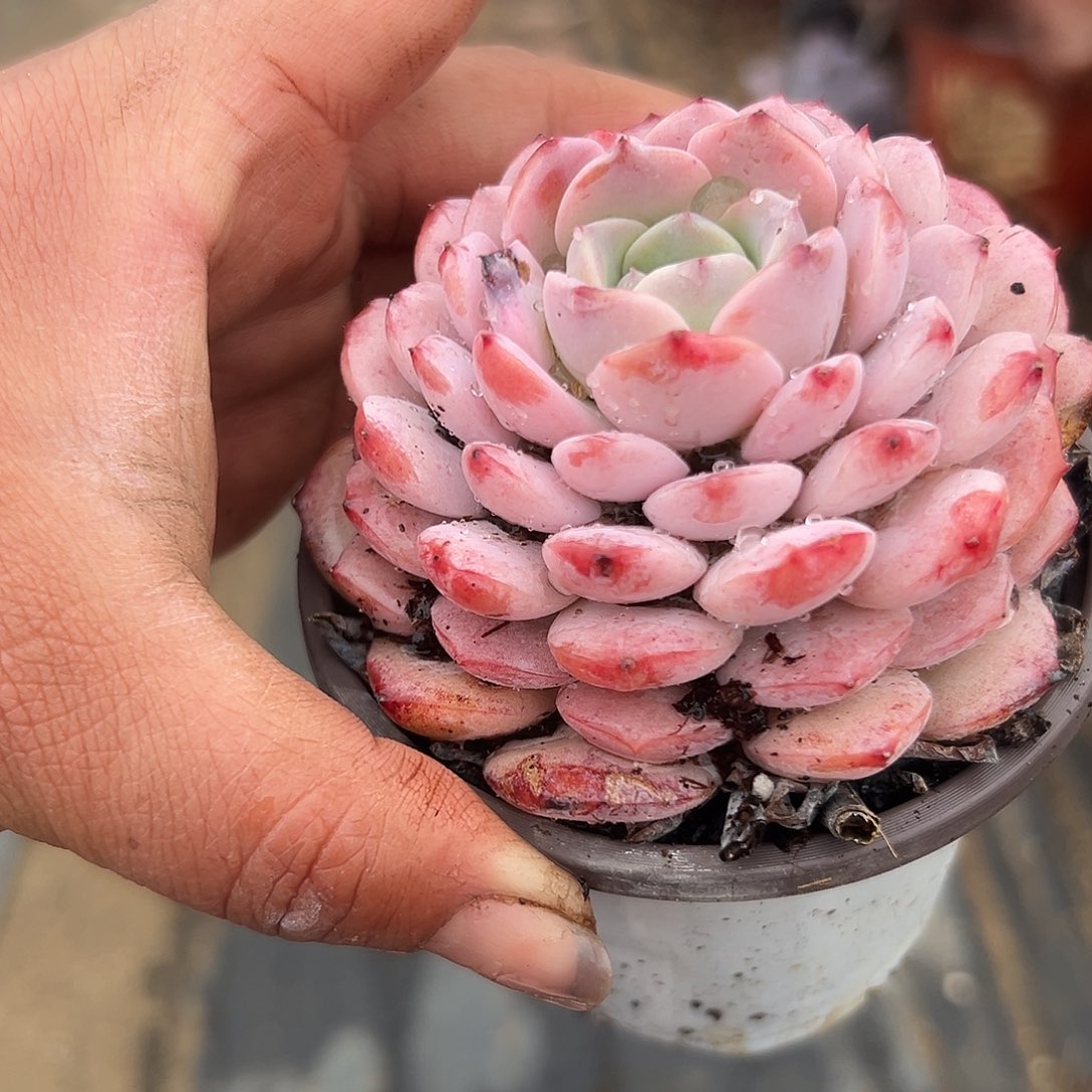 多肉植物多肉植物