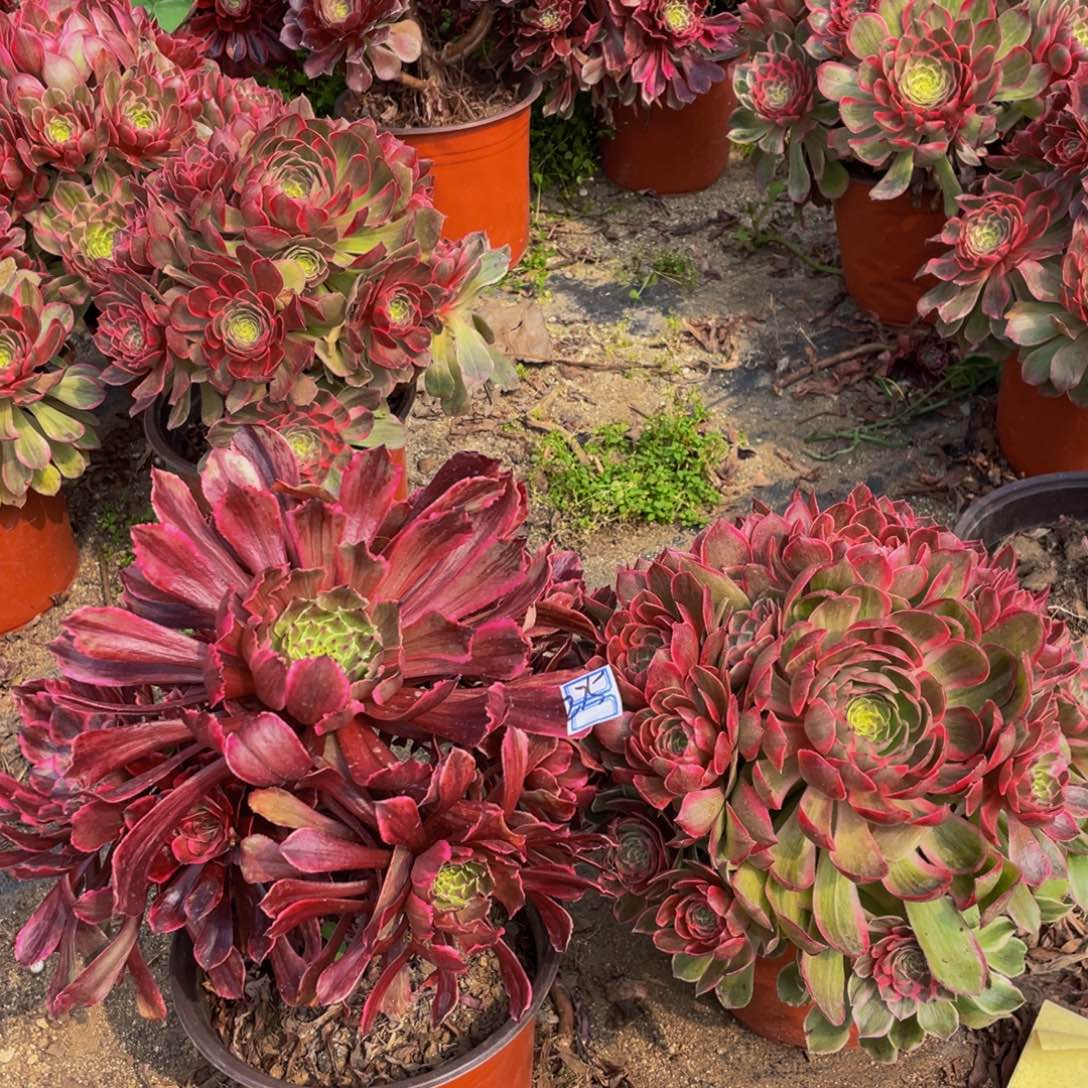 275鲜花老桩一对造型