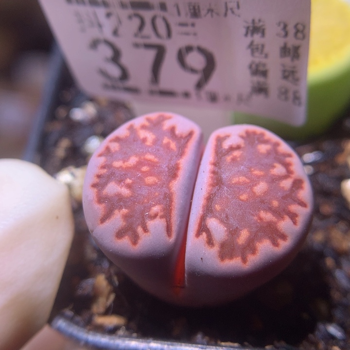 精品生石花220.379紫菊