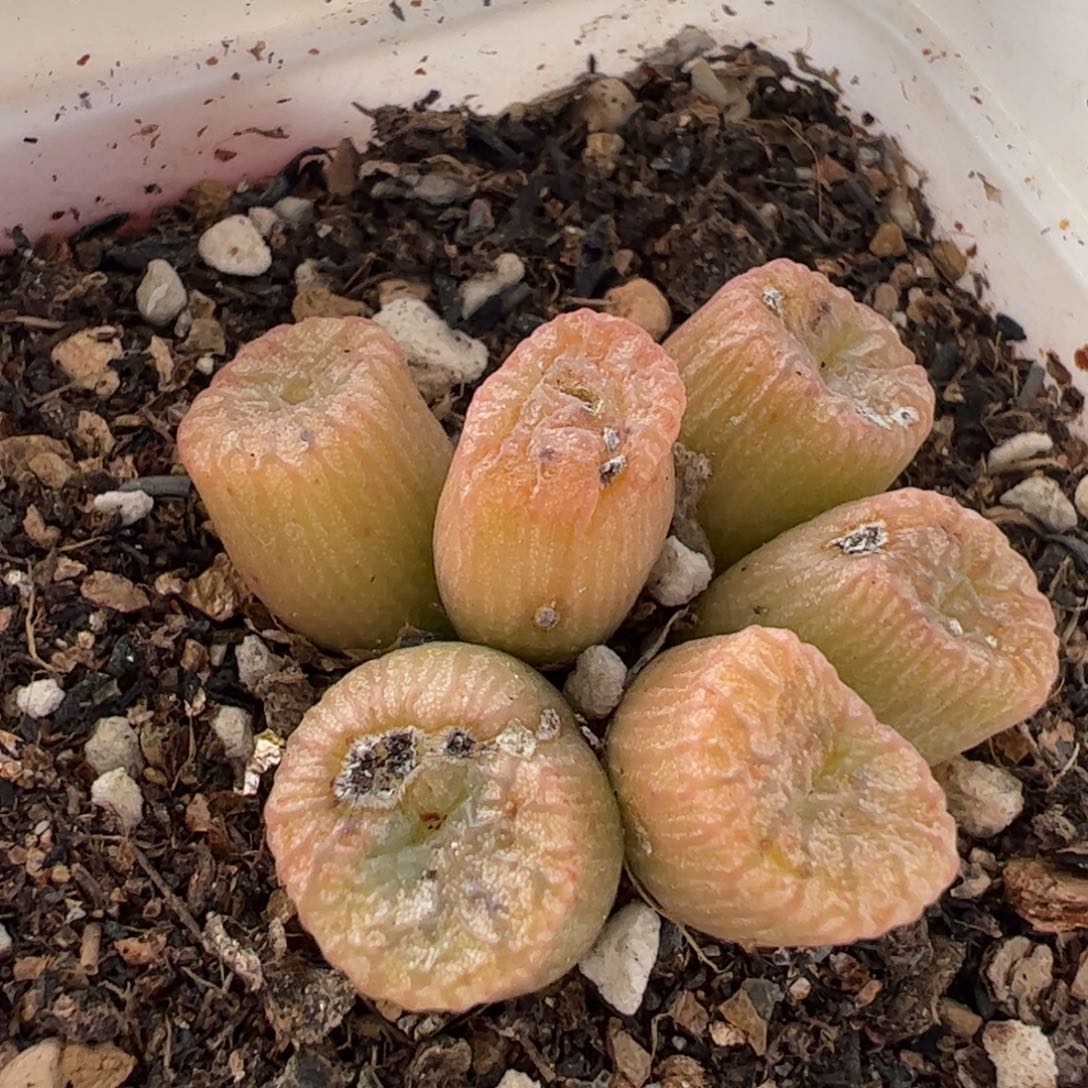 047多肉植物组合