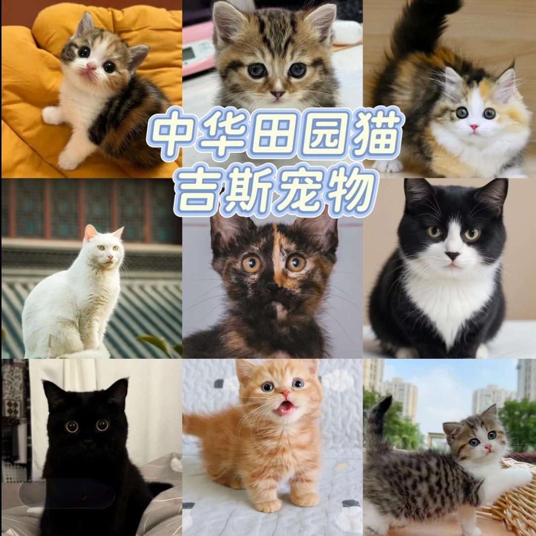 直播挑选全品种猫咪宠物活体布偶猫金渐层银渐层矮脚猫缅因猫