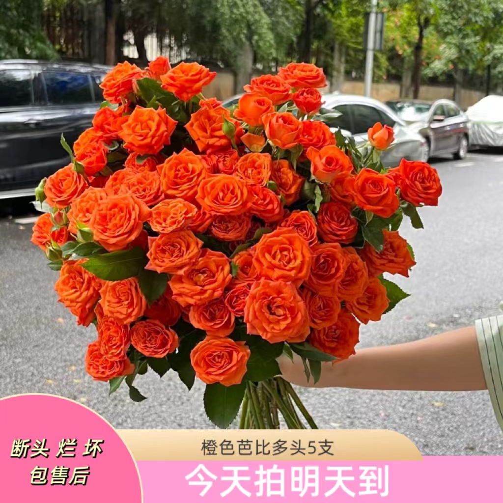 元旦特价果语精选【橙芭比多头泡泡】云南鲜花次日达