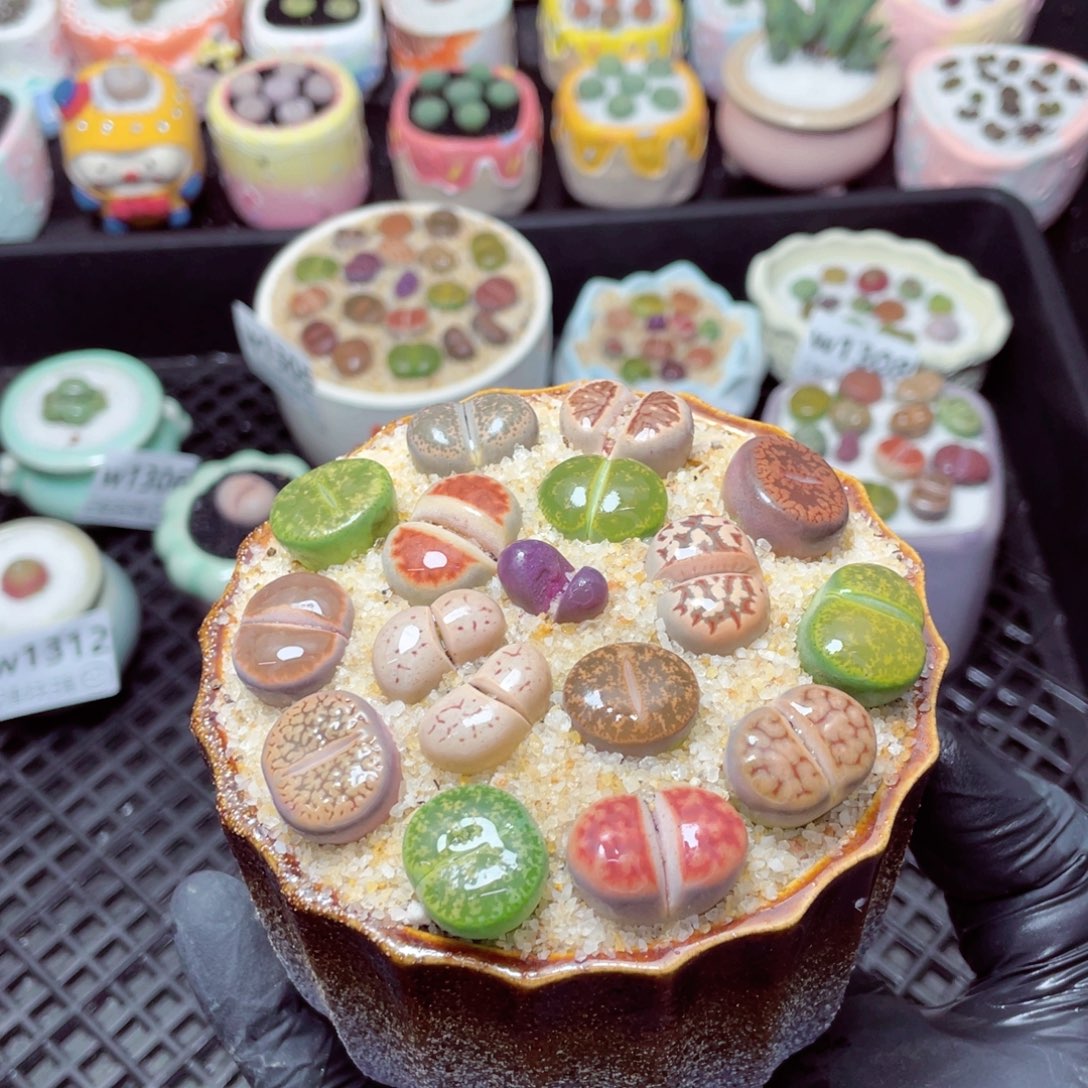 w1313--带盆土发货，零下地区拍保温箱