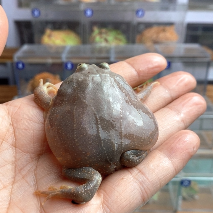 歌***.角蛙086小丑角蛙哈哈