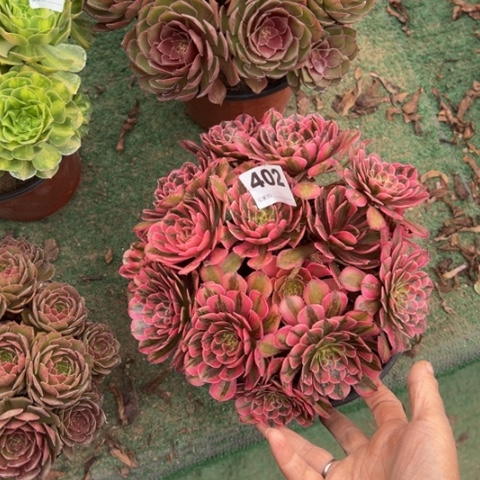 云***朵402白月光朵朵多肉，