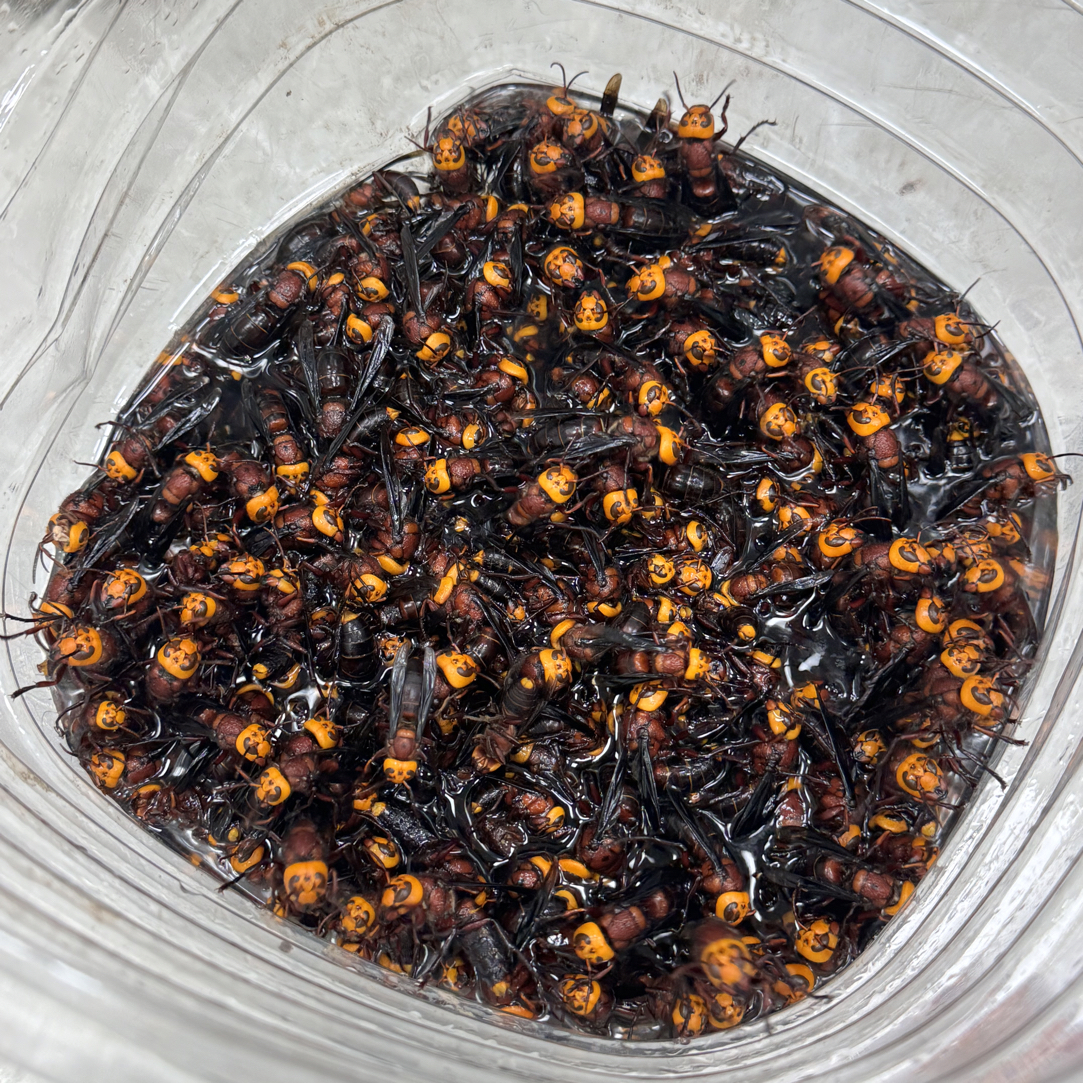 广东中华虎头蜂红娘虎头蜂金环虎头蜂老蜂110只泡3斤酒