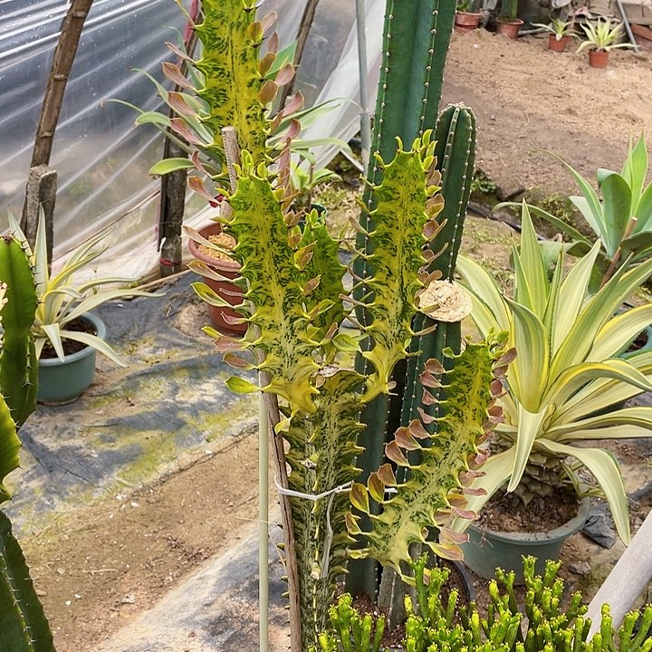 老***虎完全开放虎斑大戟裸根发货