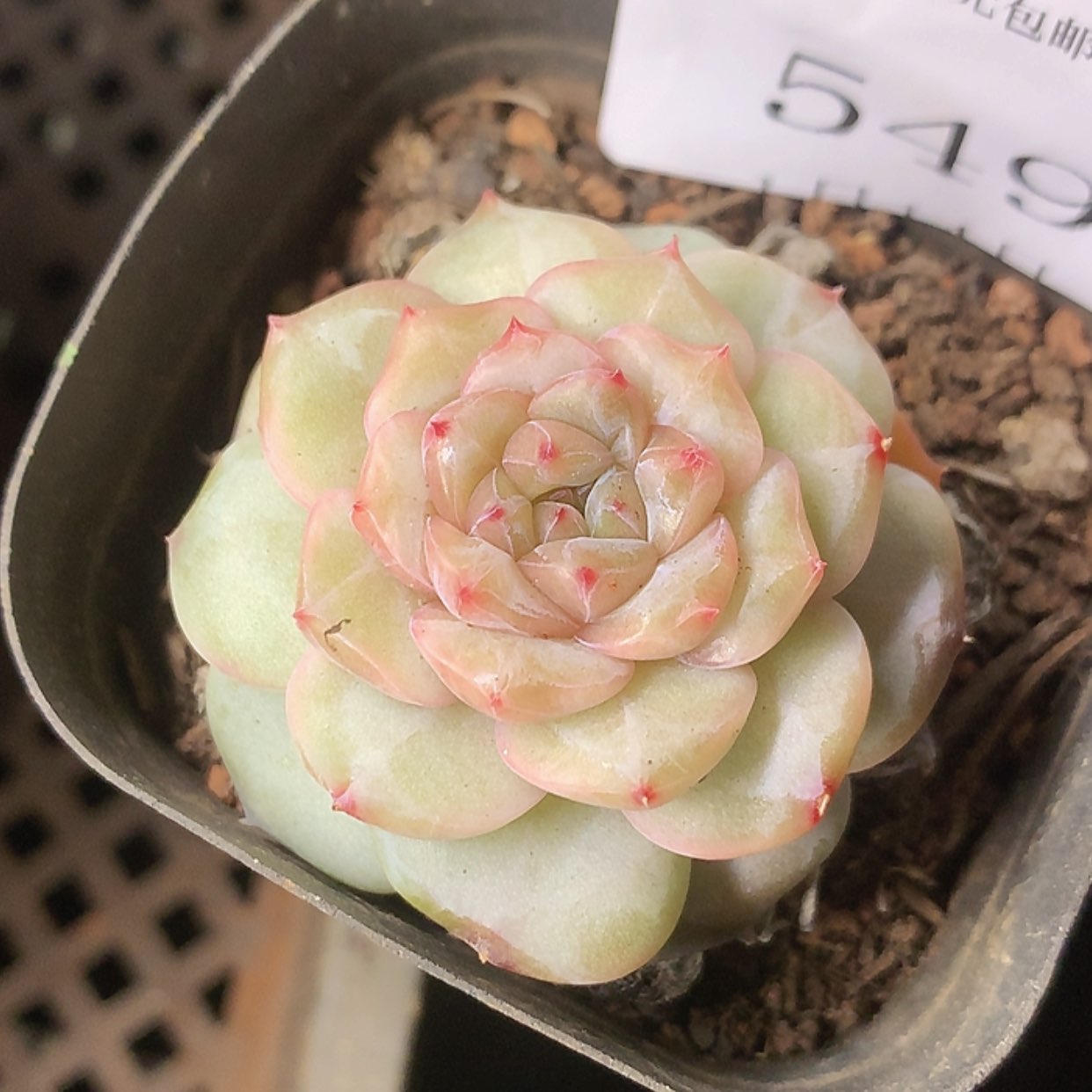 【闪购商品】云549