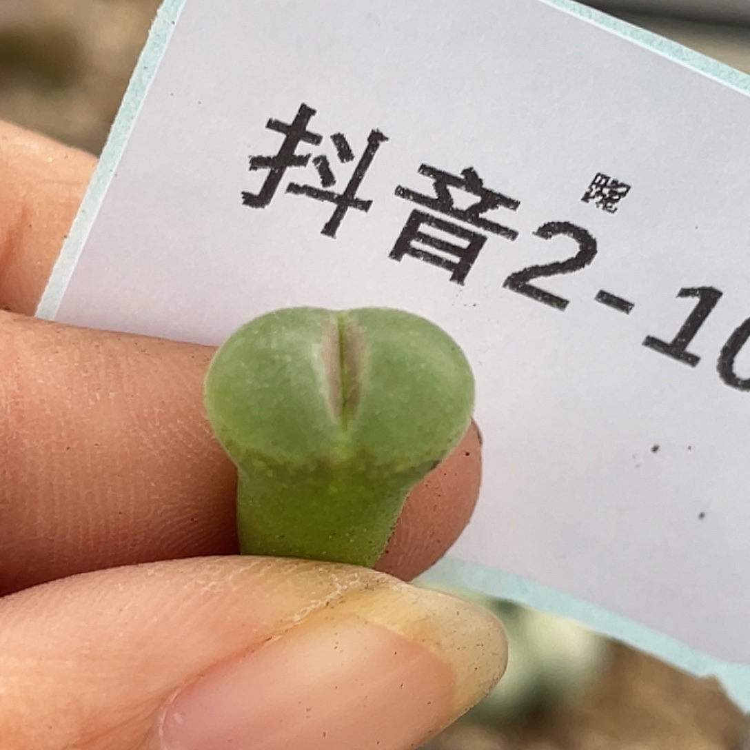 2-109粉女多肉植物