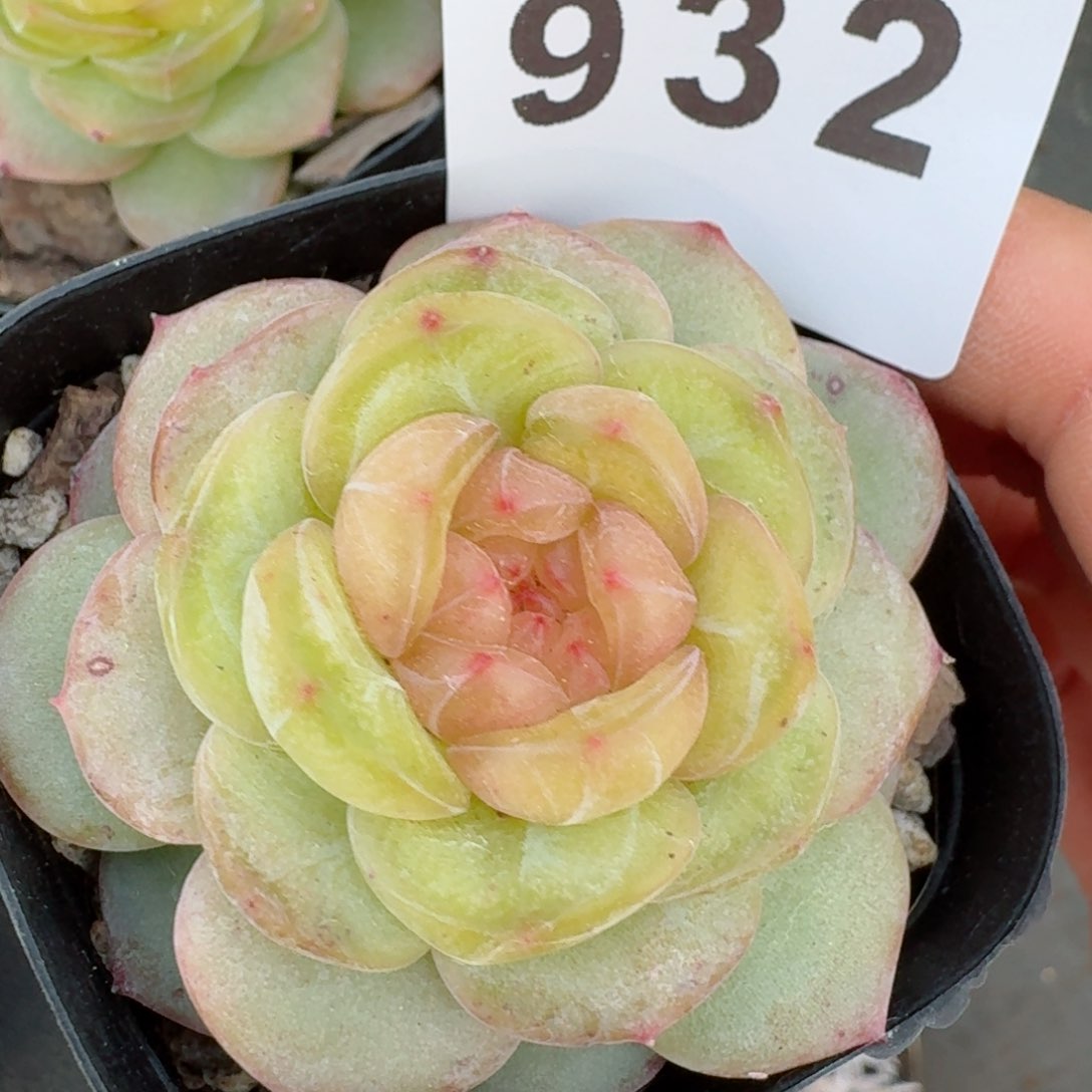 母本珍妮         多肉植物