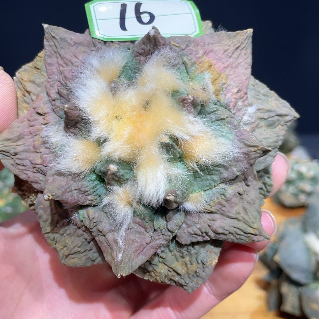 16号自根微损怒涛