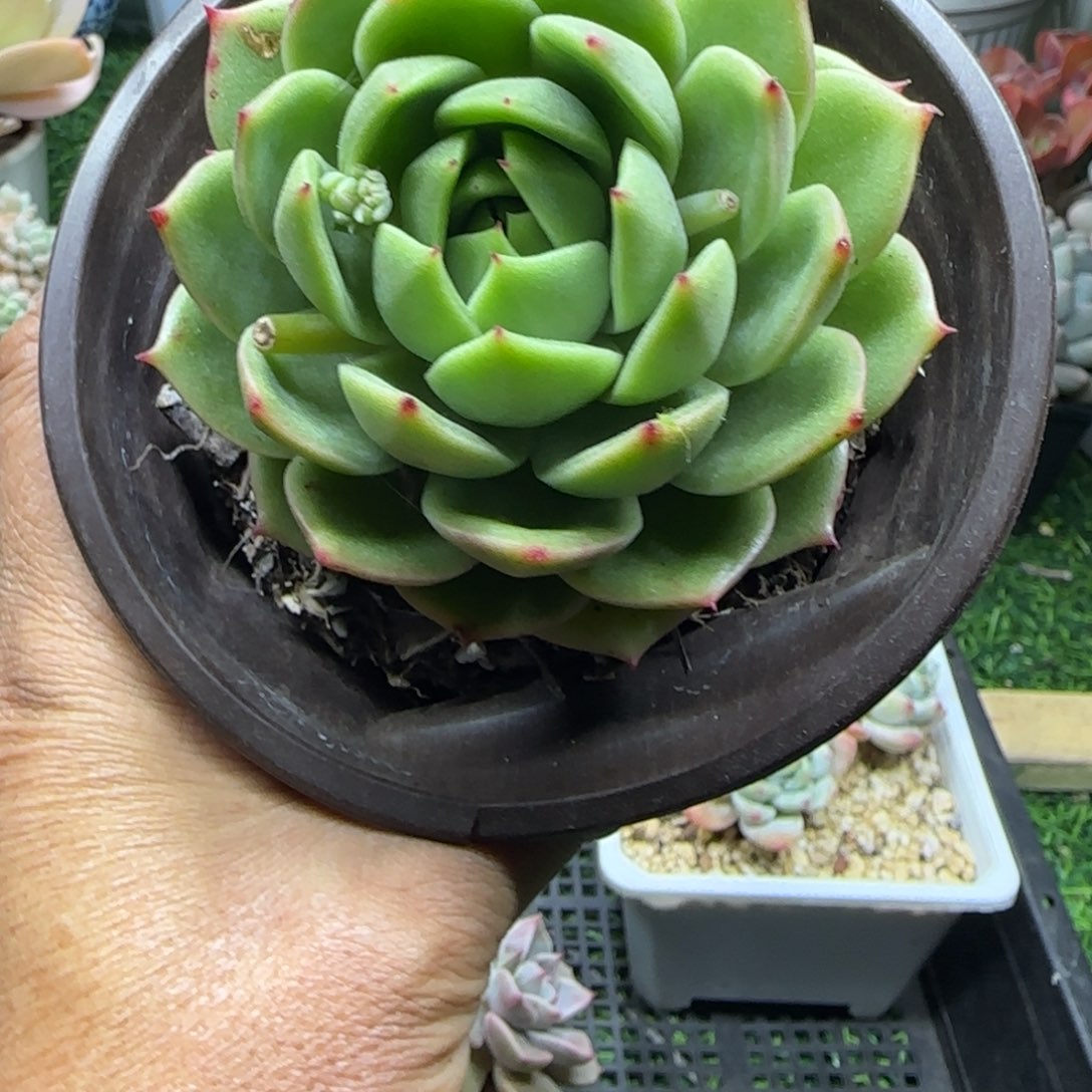 锦安精品多肉植物编号256