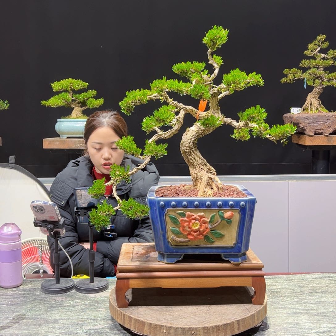 黄杨盆景老桩四季长青