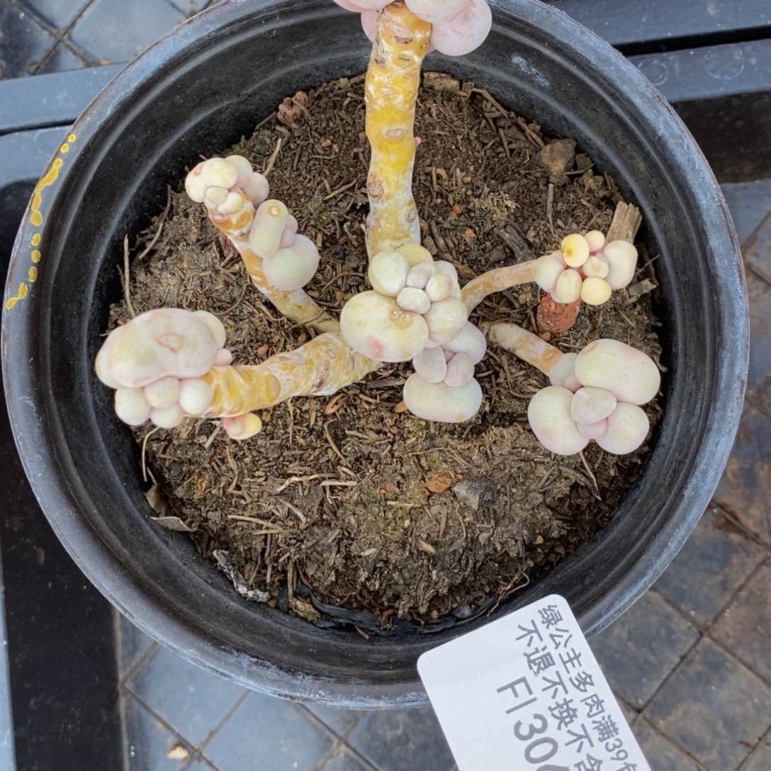 芭比奶酪306/9cm有伤