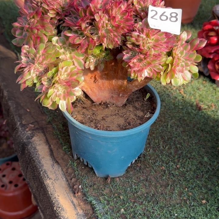 青***青荔枝法师锦缀化268