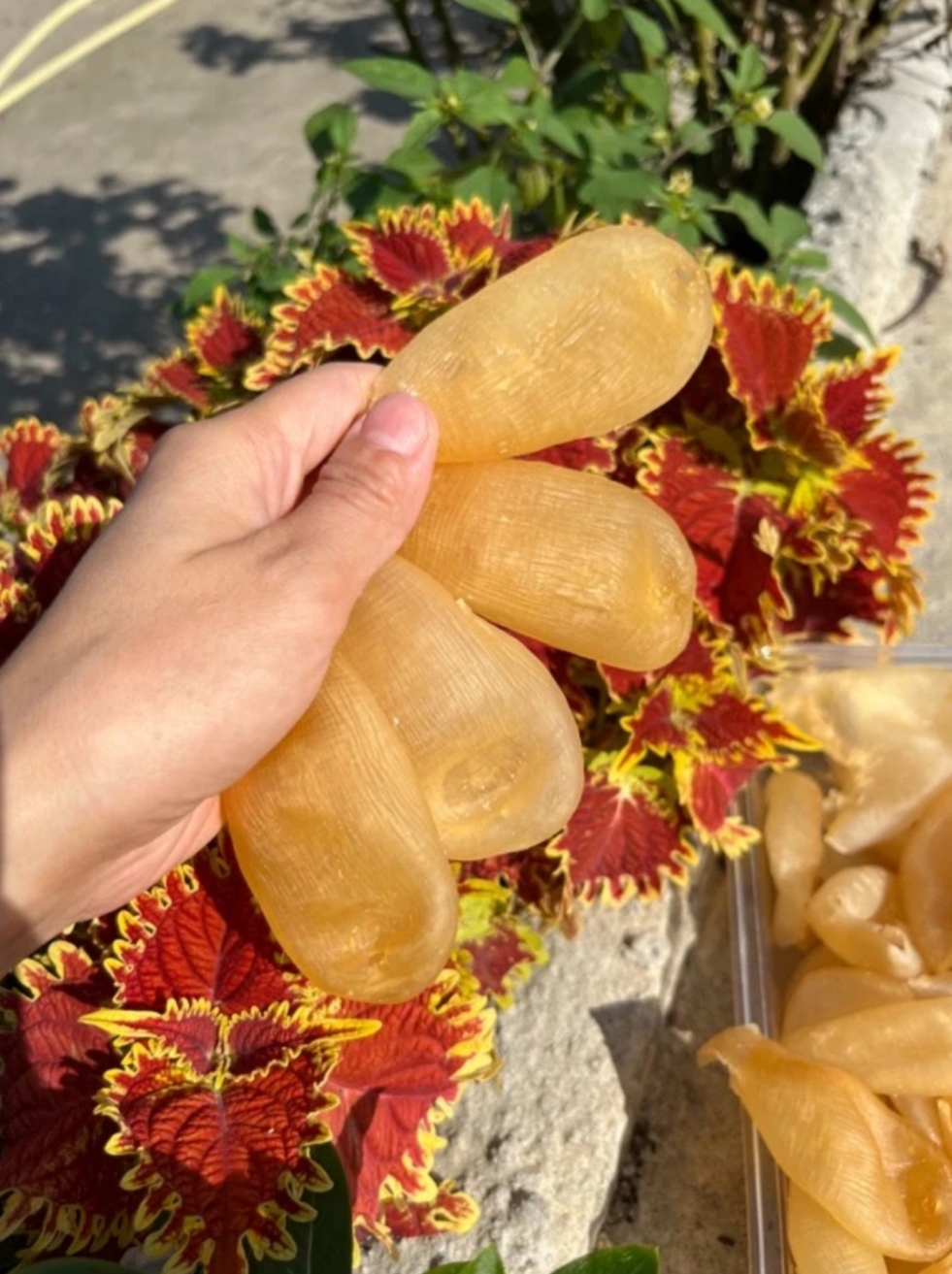 珍珠花胶60-65头100-250-500克鱼胶炖牛奶炖汤炖鸡