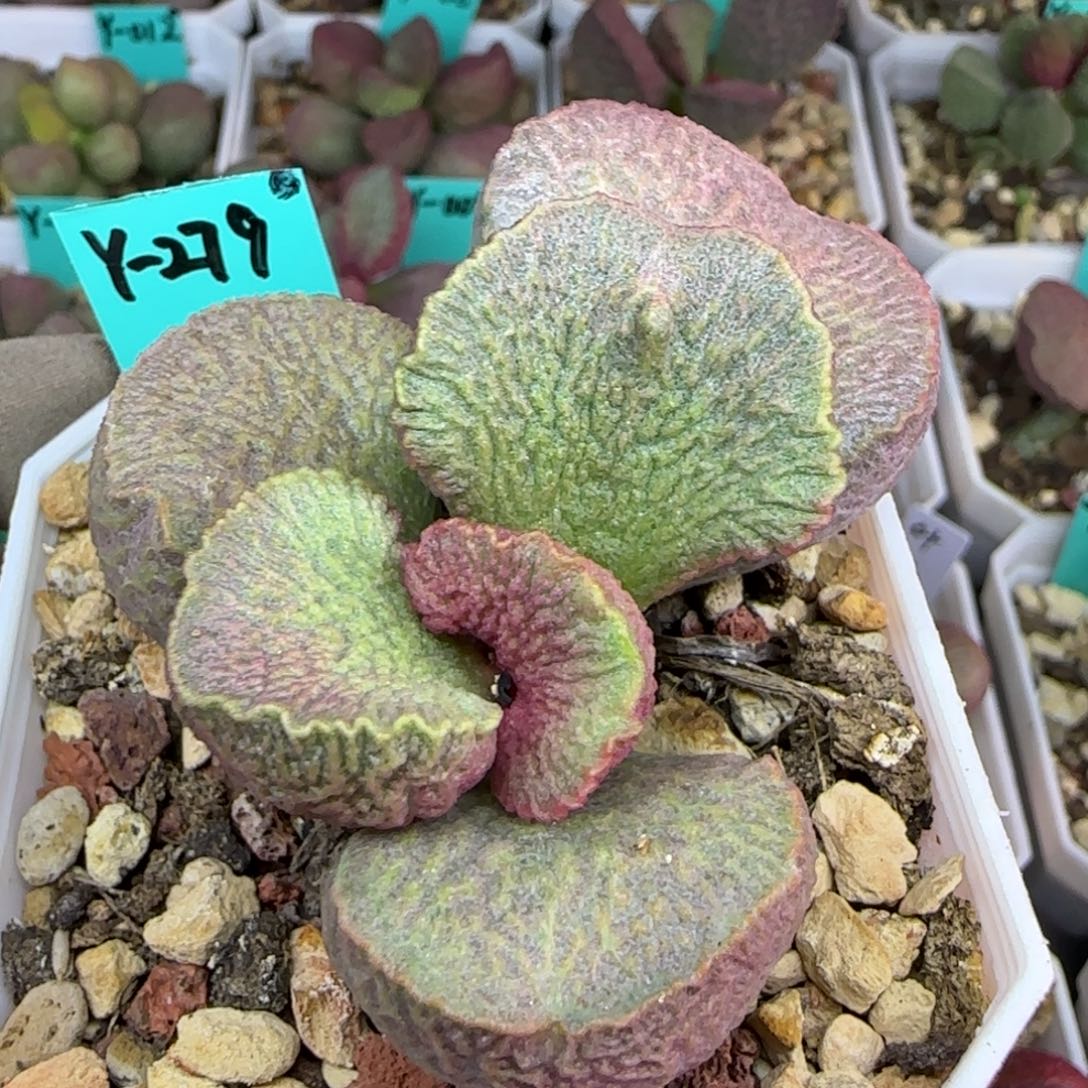 无花朵编号279大叶插一棵，图为母本