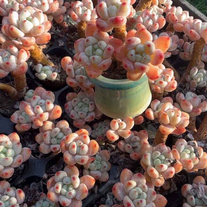 罗琦带盆一套。               