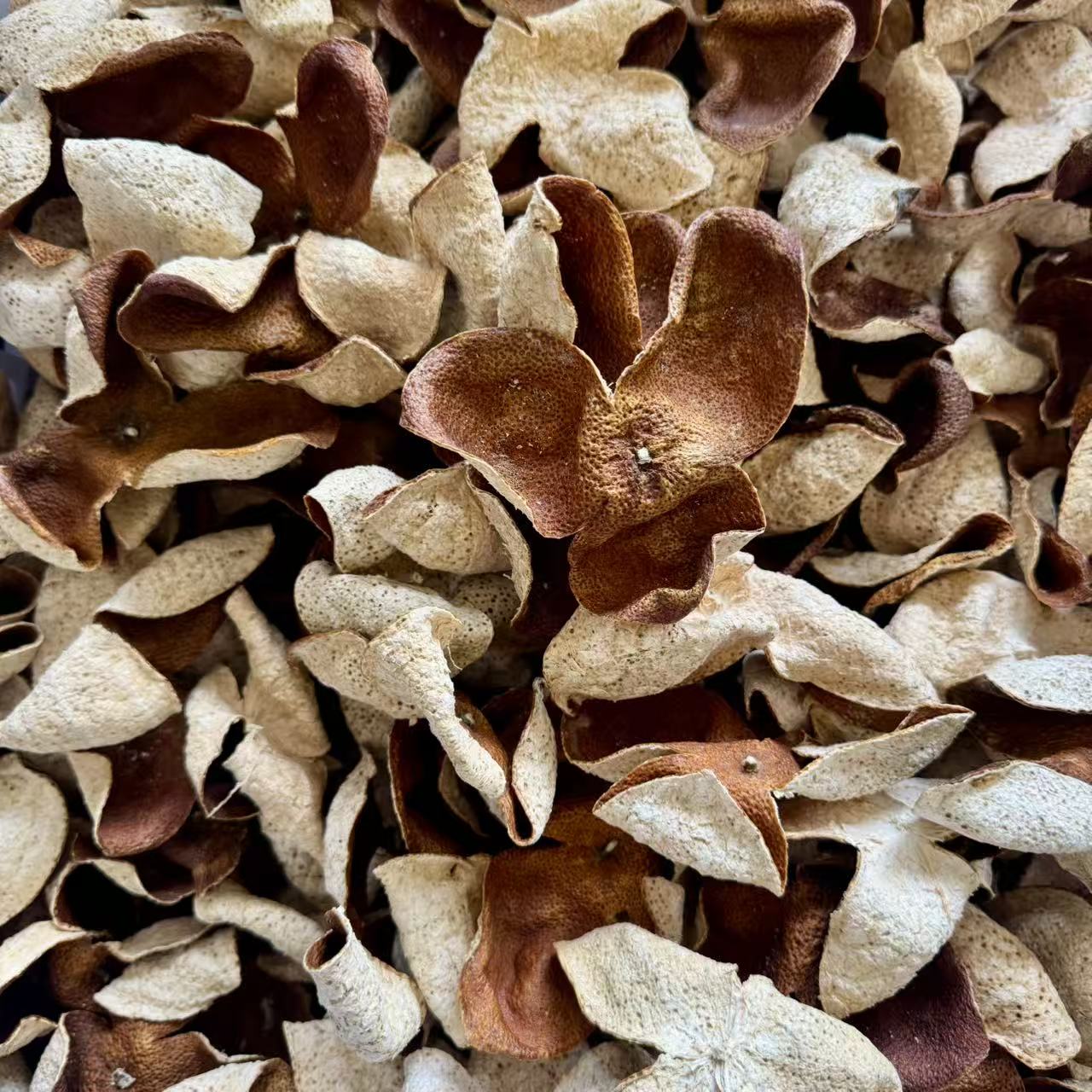 （24年东甲冬后大红）新会东甲核心产区10年老树圈枝大红皮梅子香