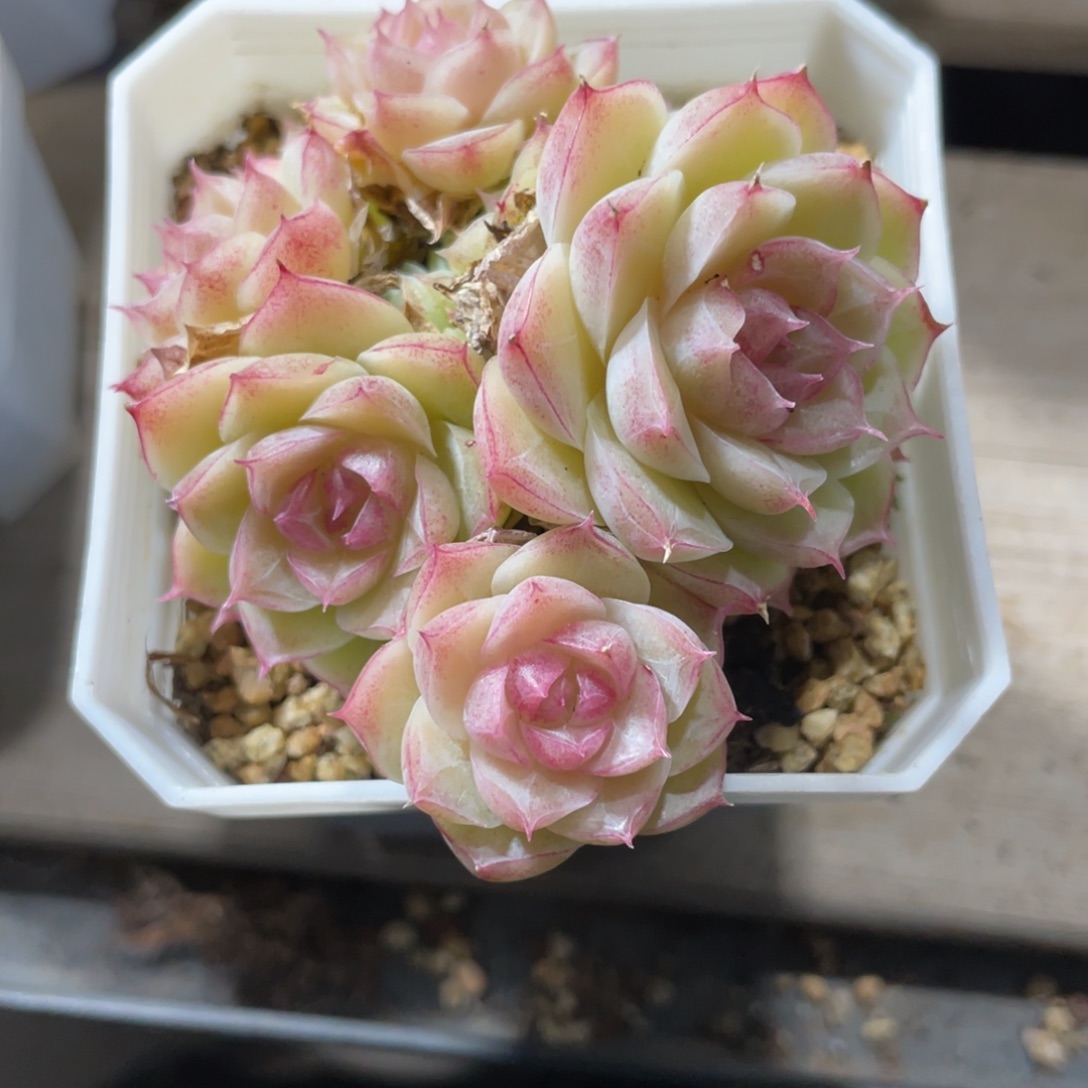 优选潘多拉女王多肉1358