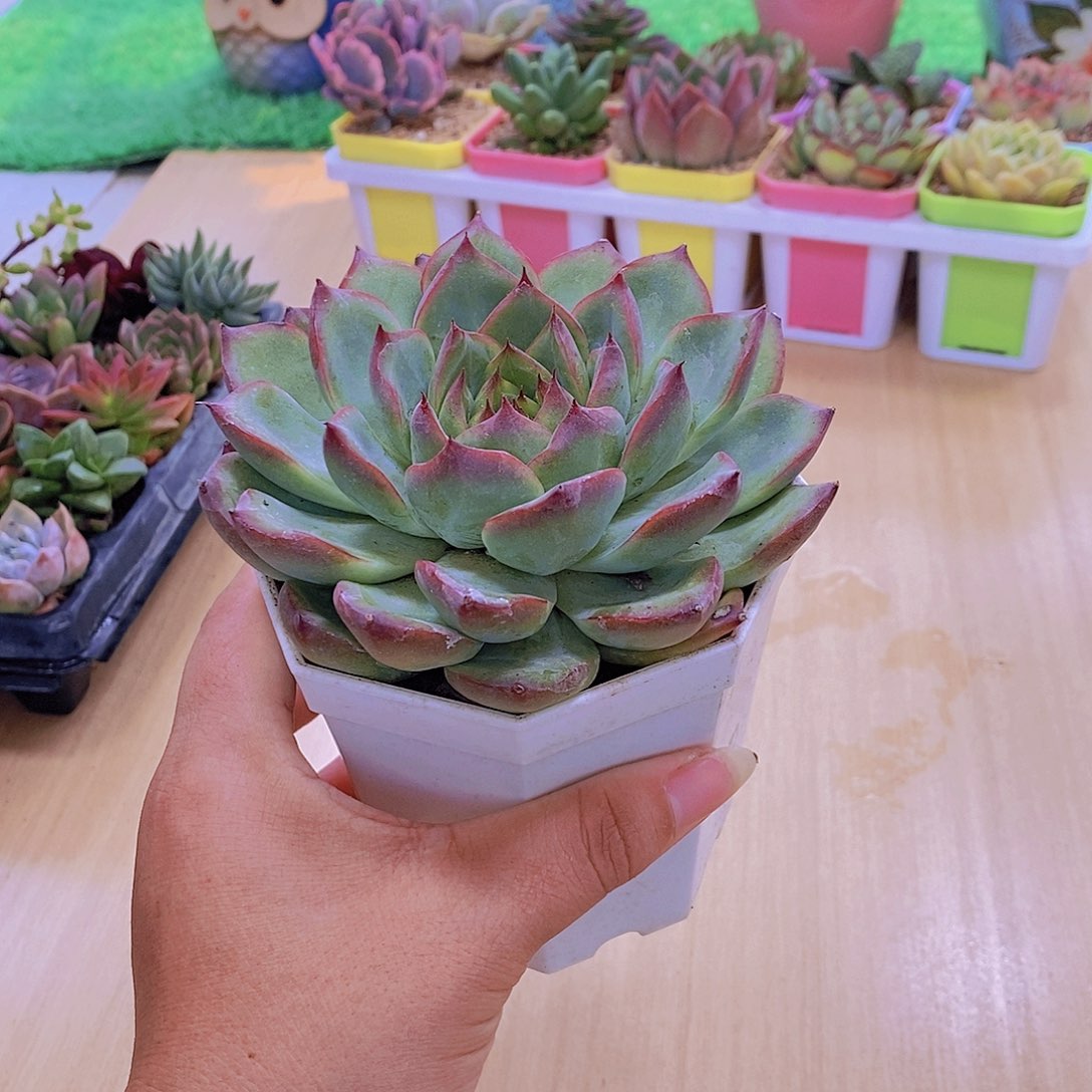 无花朵多肉植物 篝火120
