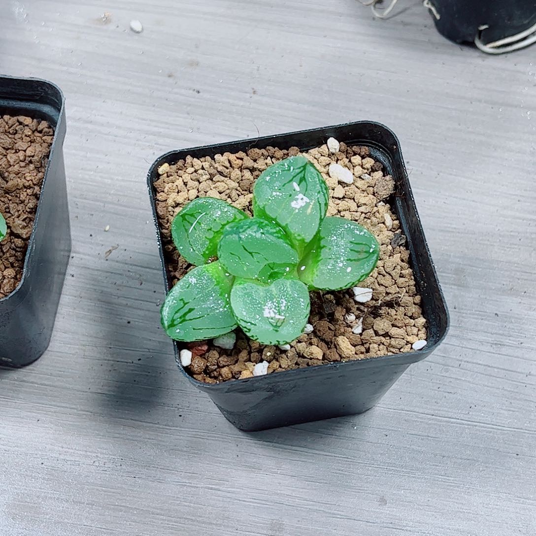 虞美人玉露一勿一拍