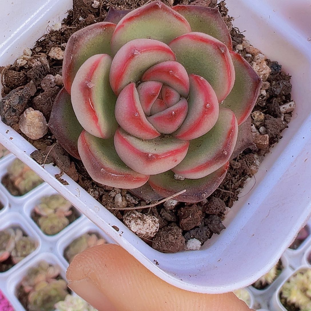 万宝龙19包邮多肉植物