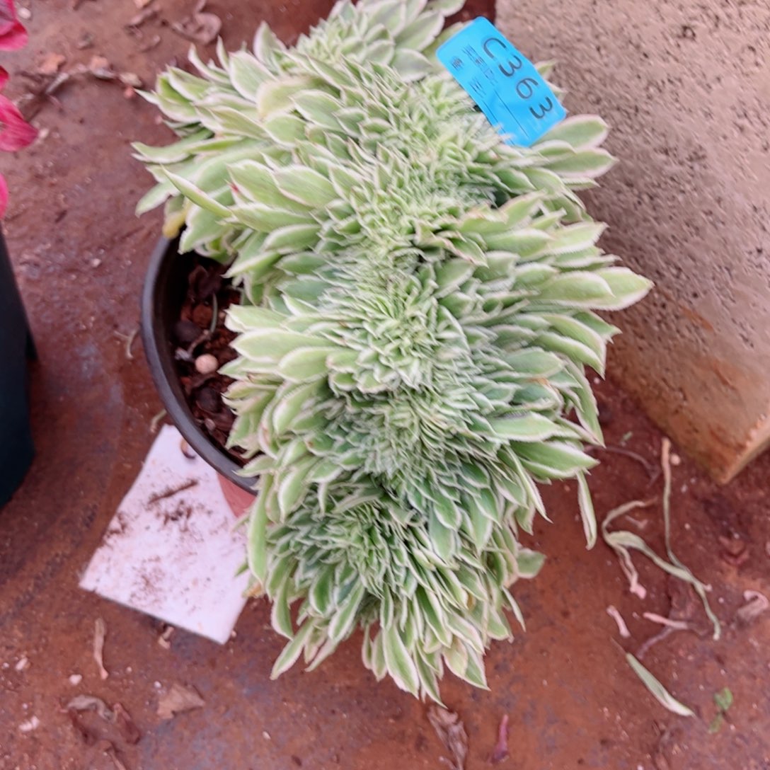 多肉植物363碧浪