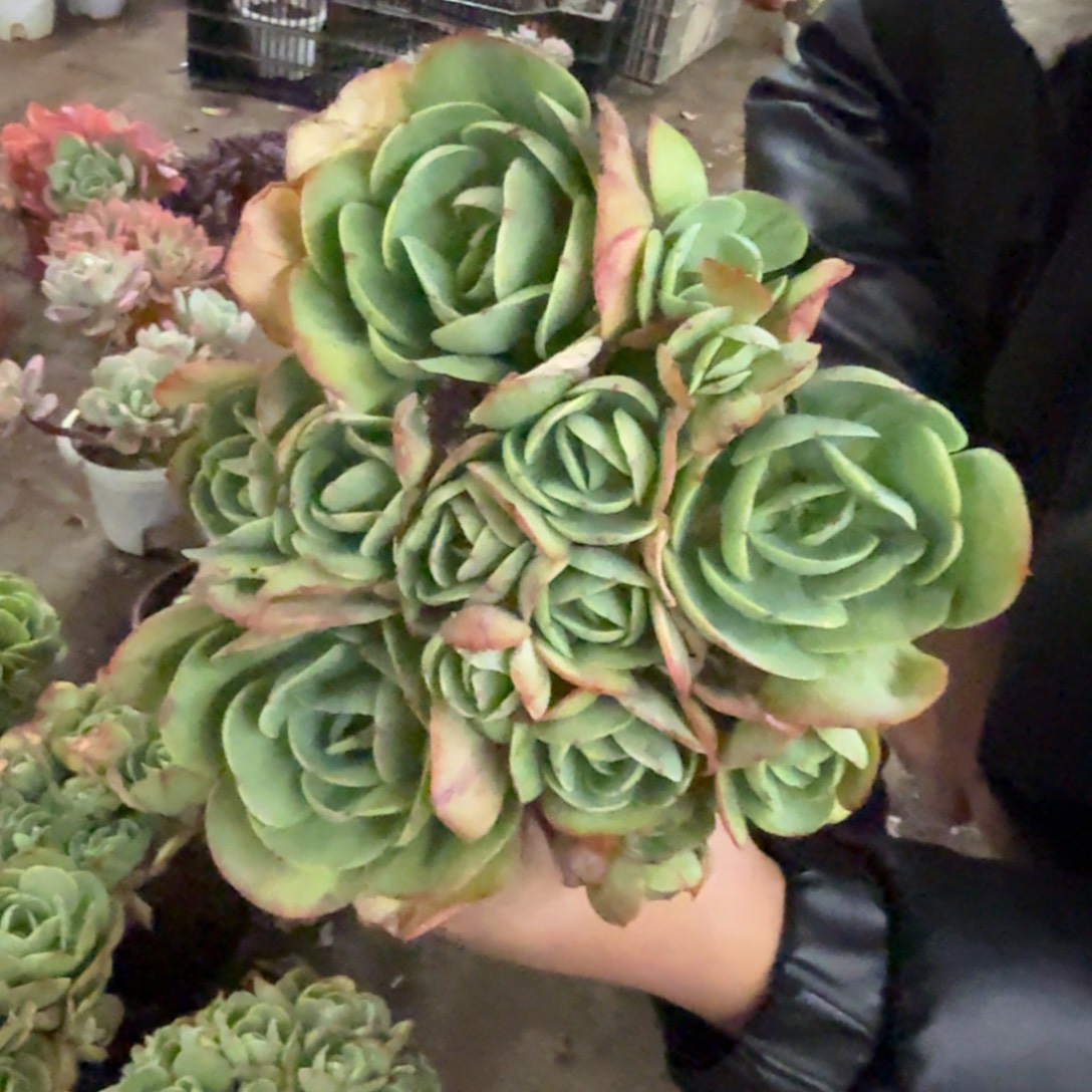 鸡蛋碧桃多头群生