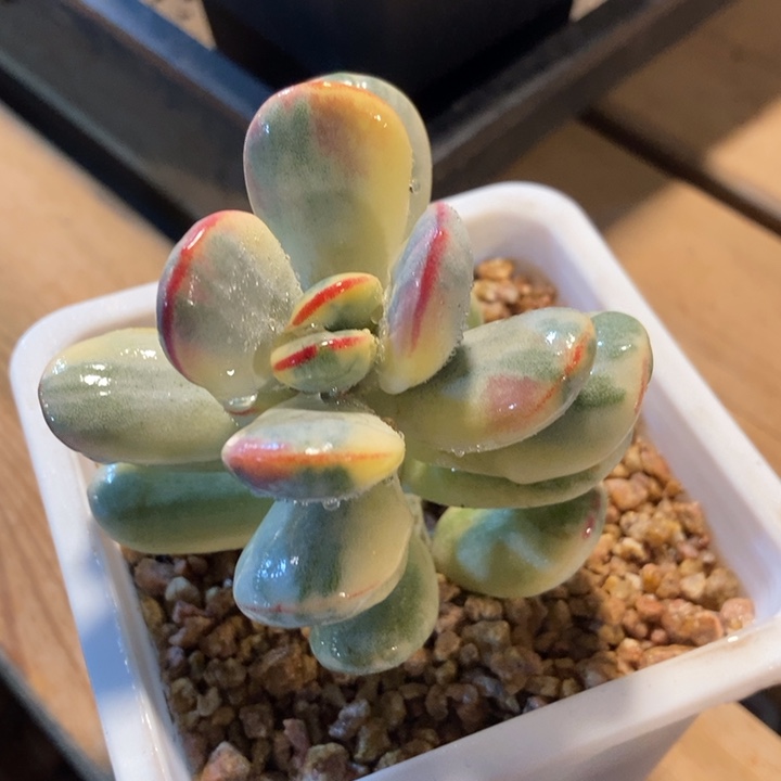 乒乓福娘西瓜锦多肉