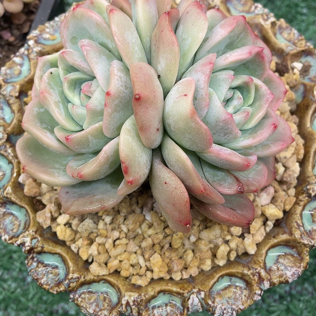 默***不知名一物一拍28包邮非偏远