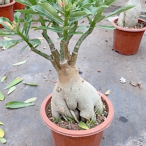 【闪购商品】无花朵木*子