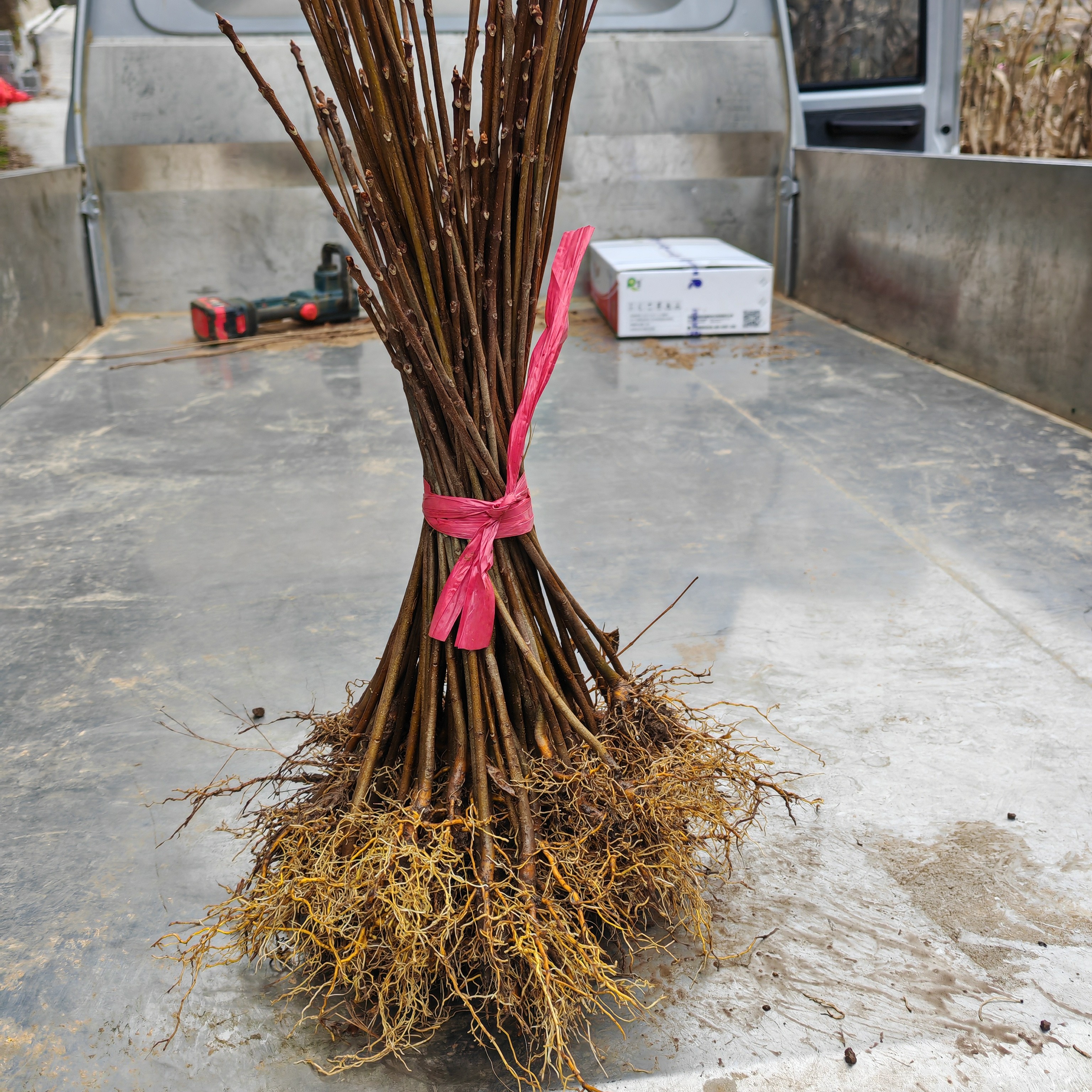 厚皮川黄柏苗，矮壮苗矮矮胖胖