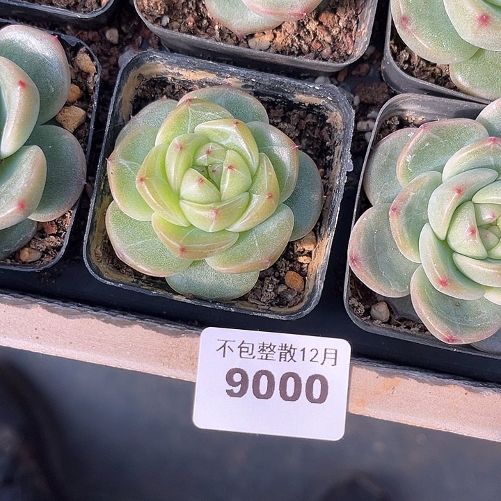 阿雅园艺。        9000