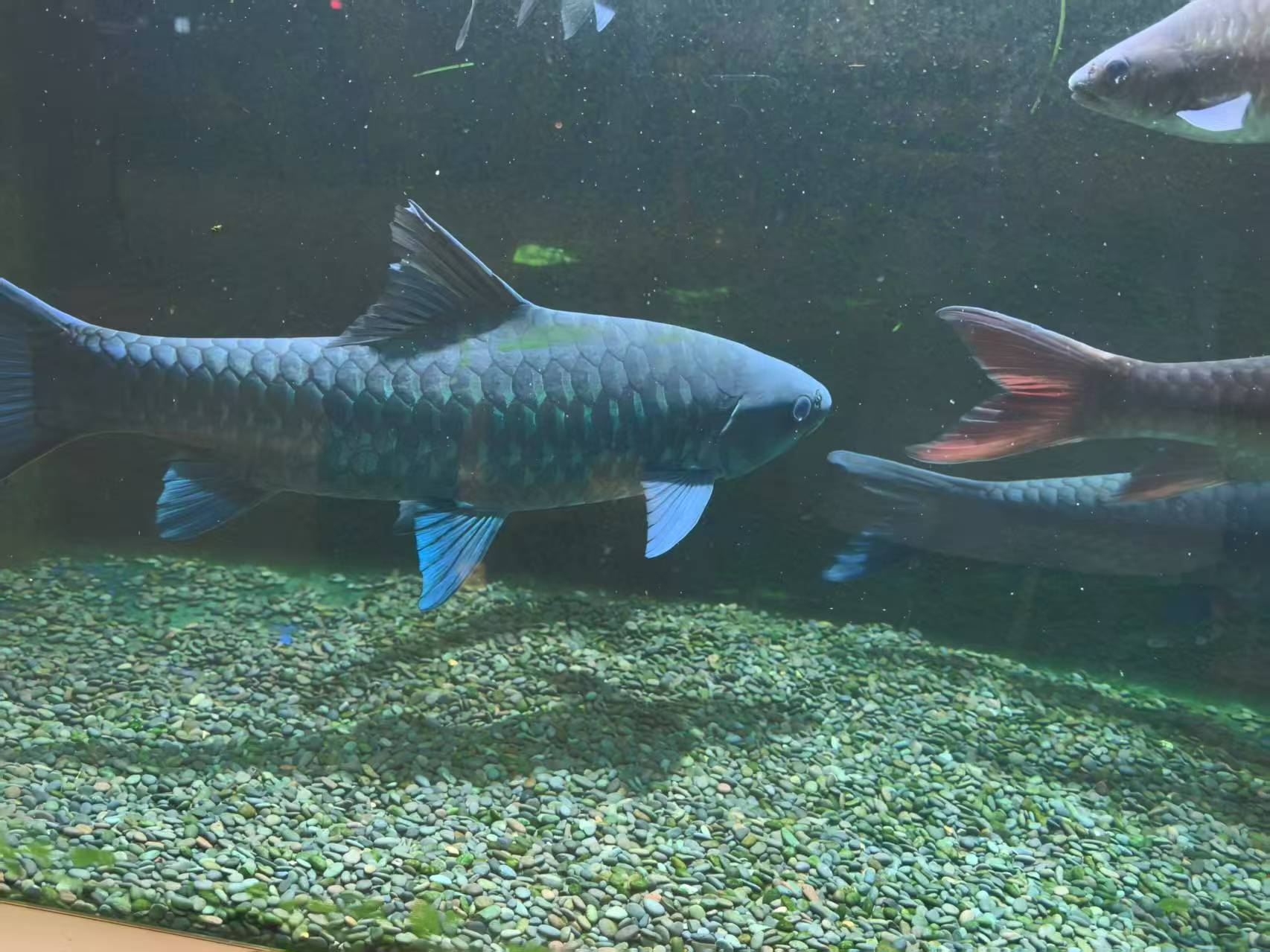 原生蓝吉罗鱼淡水观赏鱼活体保真直播间专用链接