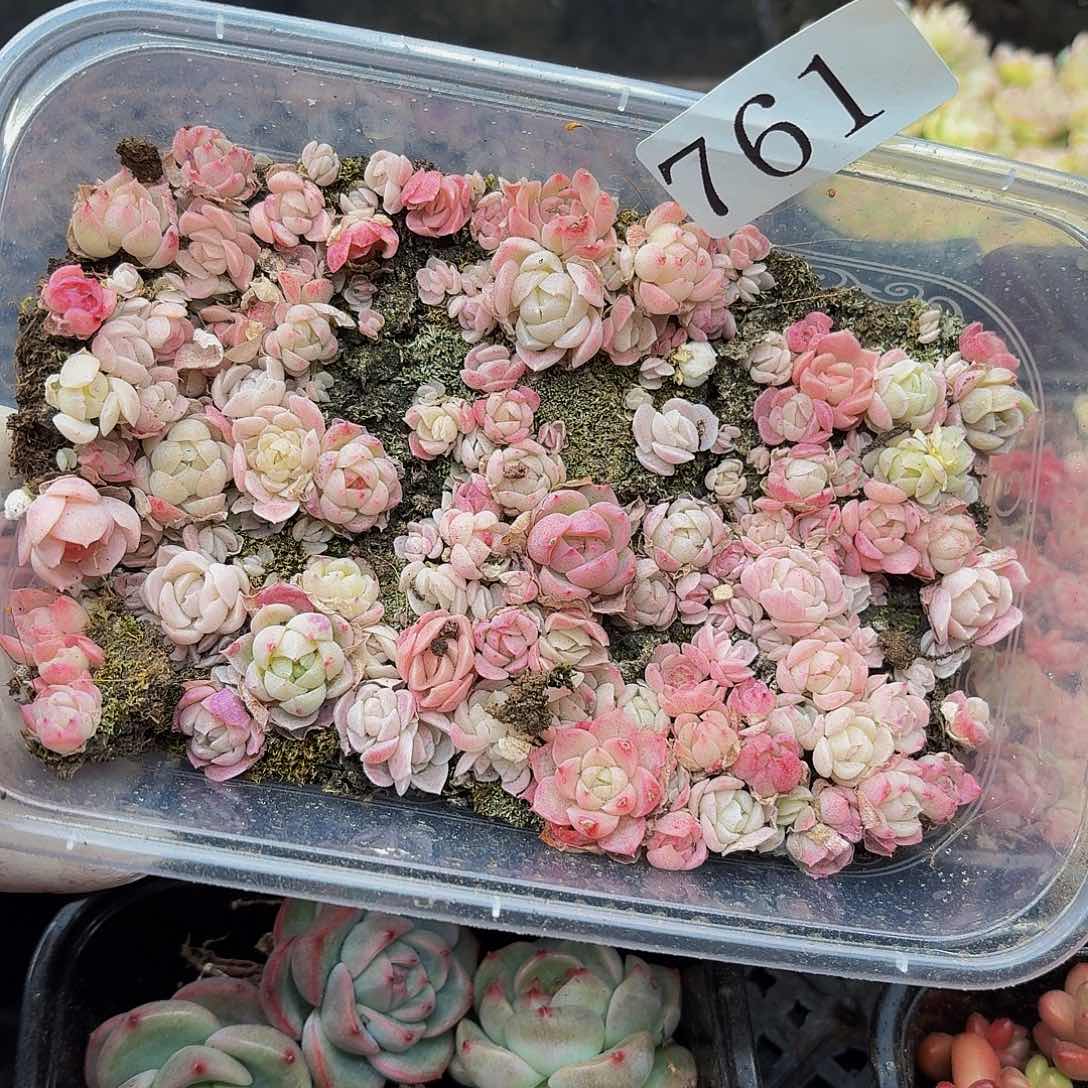 多肉植物多肉植物761