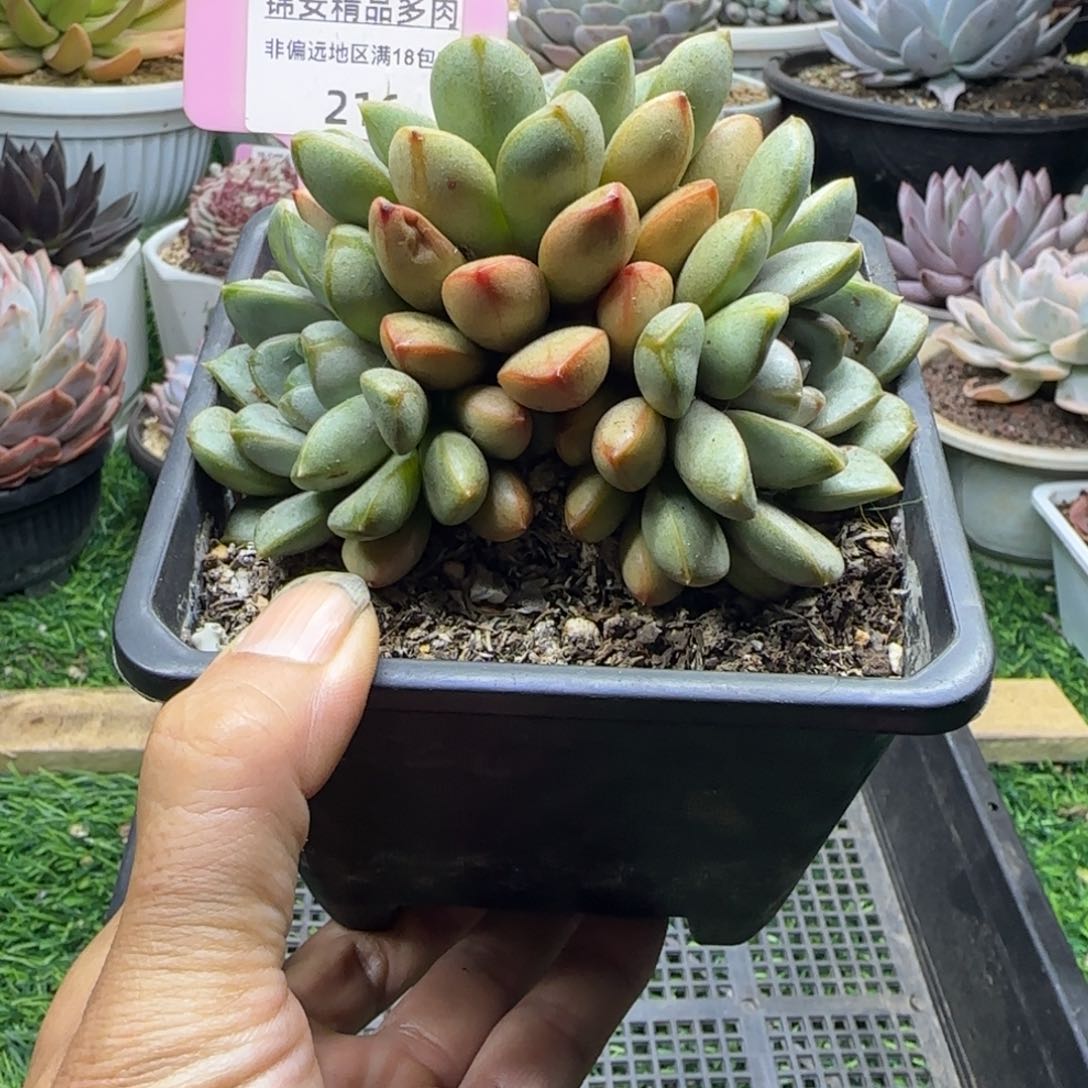 锦安精品多肉植物216