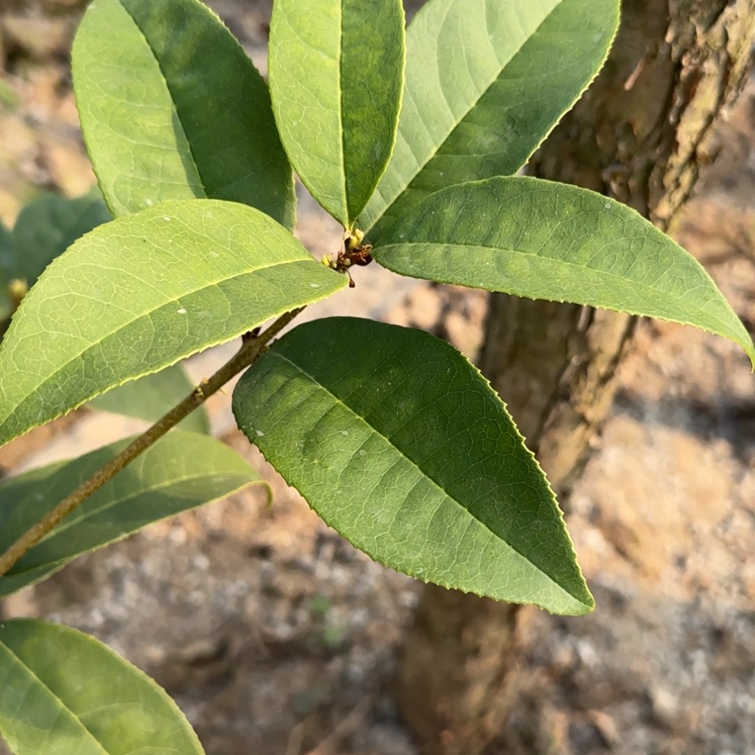 宇*桂花。八月桂系列