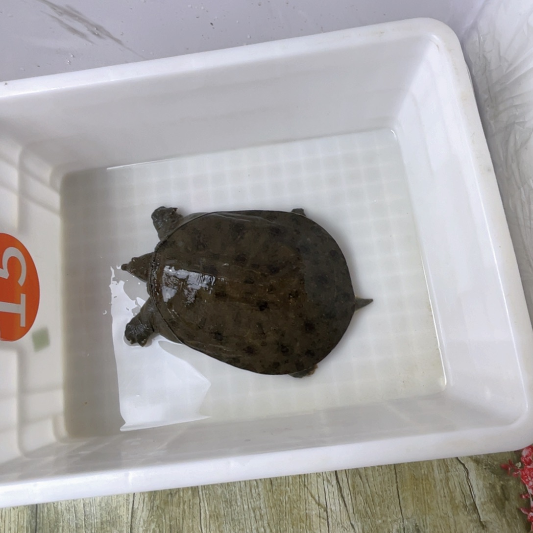 中国大陆鲜活甲鱼顺丰包邮