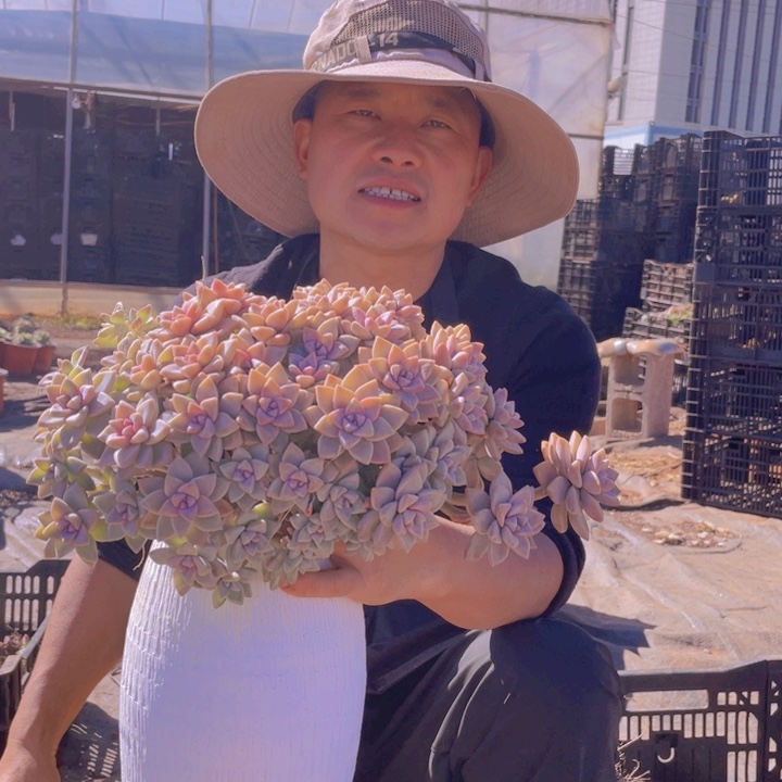 123淡雪缀化一物一拍