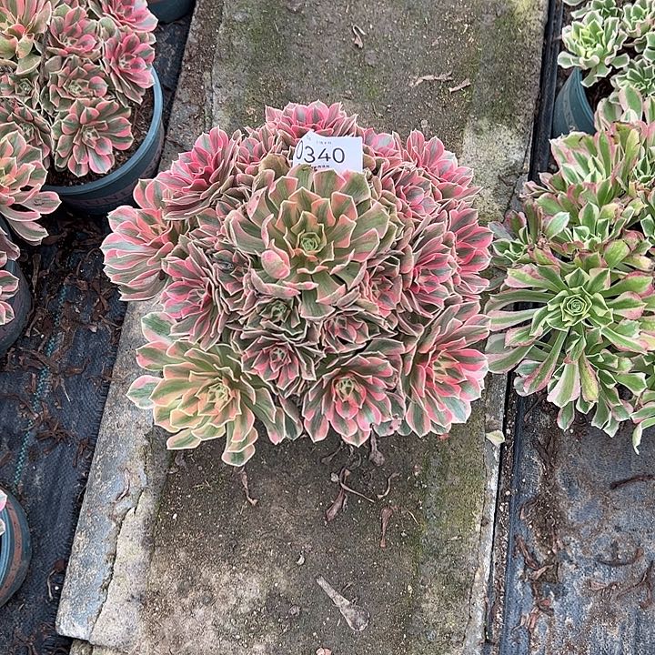 0340女妖多肉植物