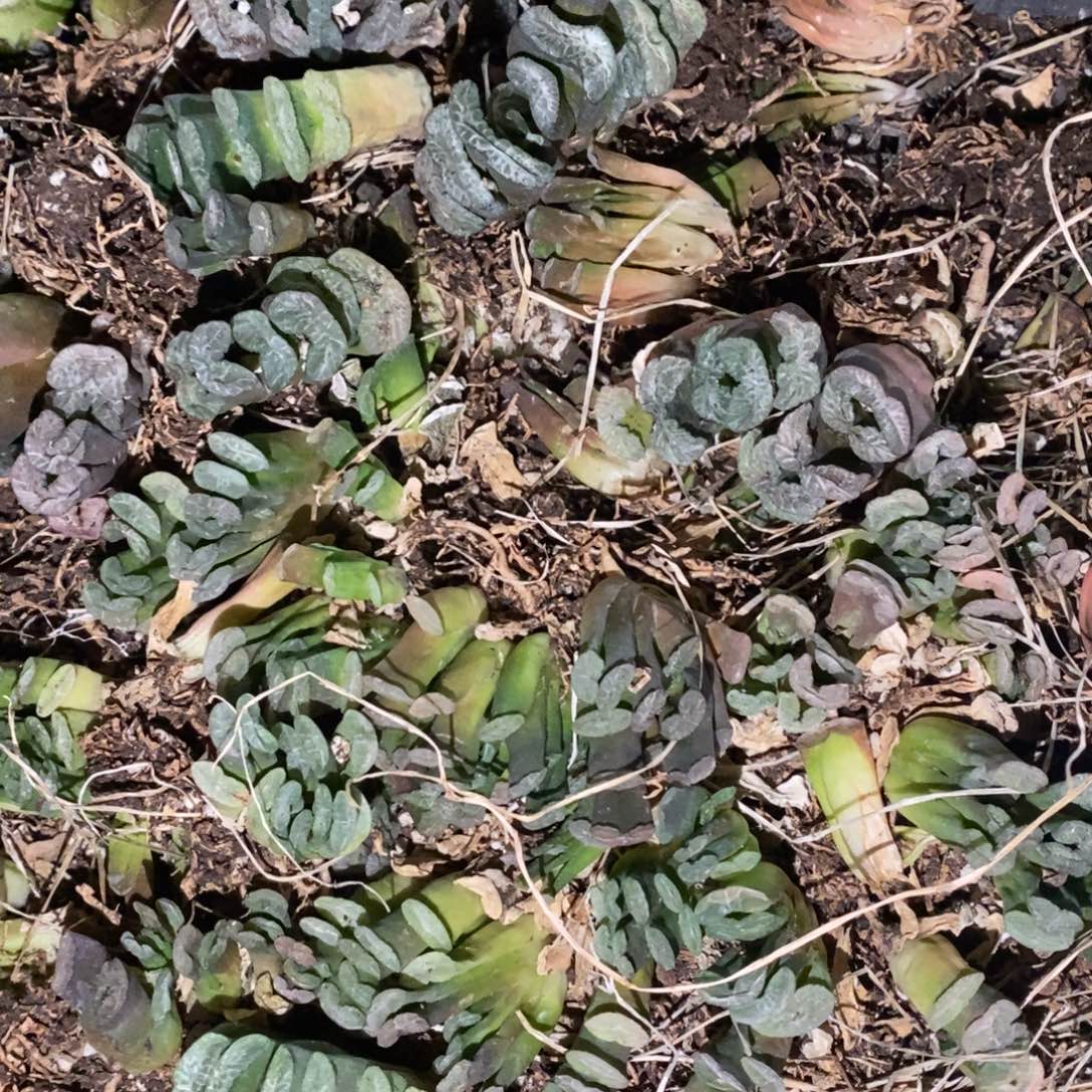 2520 一颗实生小玉扇 圣诞整点福利