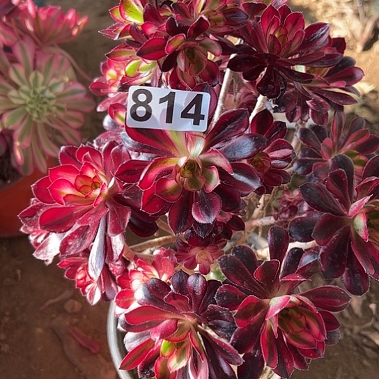 用****0多肉植物一个有砍