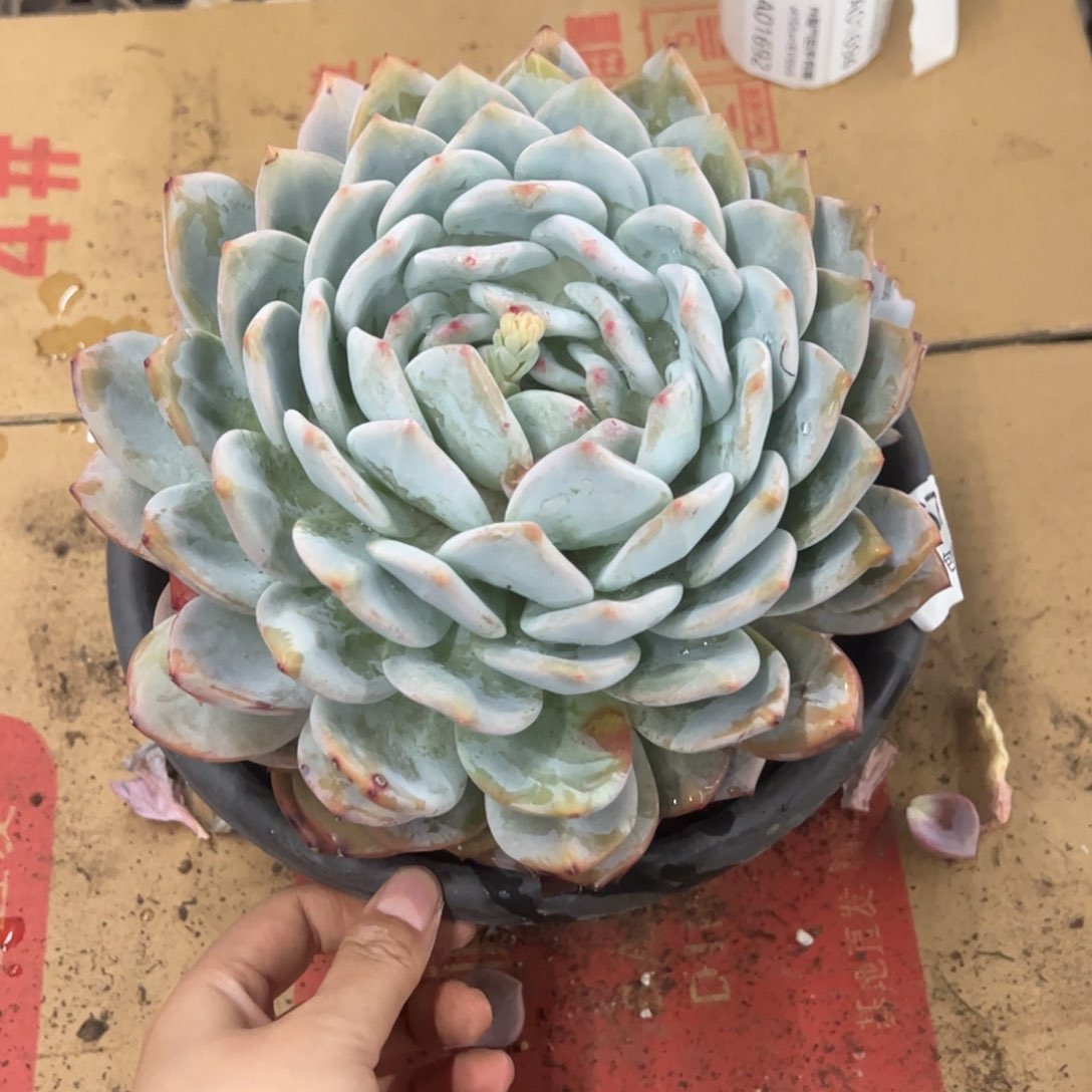 无*夏橙梦露一物一拍1690